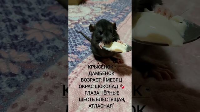 Йогурт и милые ушки Дамбо #shorts декоративные крысы#shorts смотреть онлайн