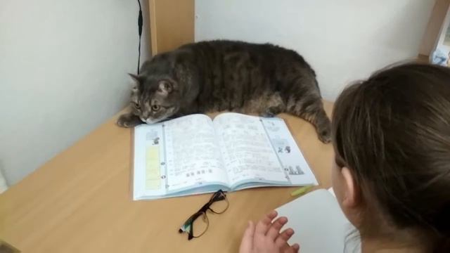 КОТ ДЕЛАЕТ УРОКИ ЗА ХОЗЯЙКУ!!! Говорящий кот Мартин. смотреть онлайн