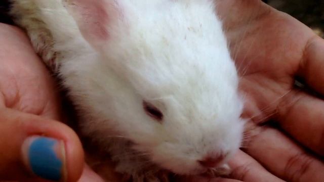 Baby Joanne Rabbit - Runt of the Litter - So tiny! смотреть онлайн