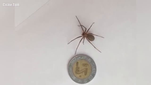 Самые опасные и смертоносные пауки в мире! С такими лучше не встречаться смотреть онлайн