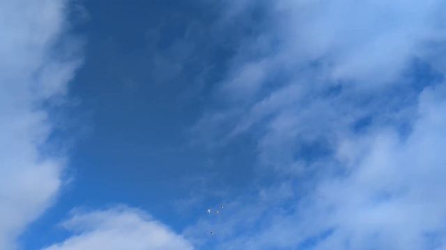 Ворона погнала голубя, про ворон... смотреть онлайн