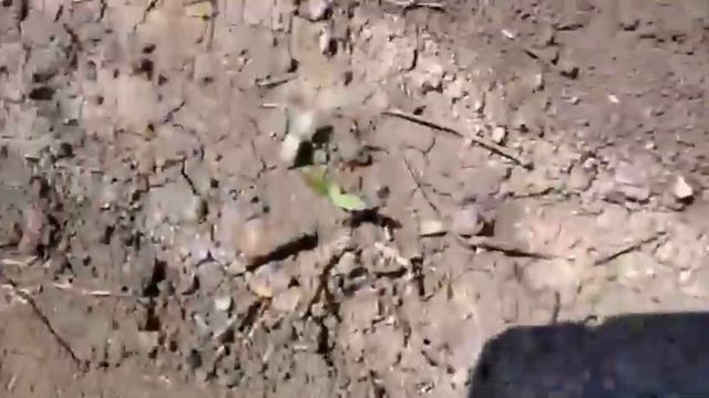 ЕЙСК. ДАЧИ ? ПОБЕДИЛА УЛИТОК ДЕГТЕМ! Надолго ли?! Подружка Тайсона! БЕЛЫЕ ОГУРЦЫ НЕ ВЗОШЛИ.. смотреть онлайн