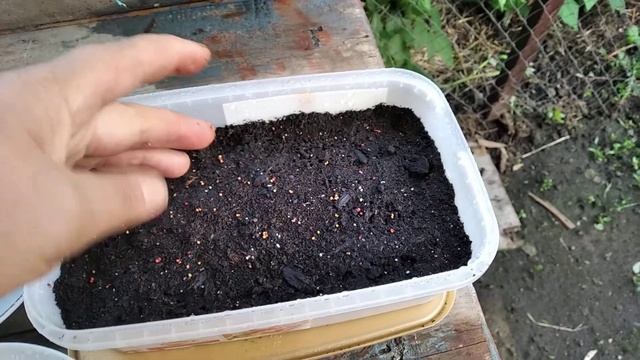 #КЛУБНИКА.ПОСАДКА СЕМЯН КЛУБНИКИ ИЗ САМОЙ ЯГОДЫ!!! смотреть онлайн