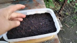 #КЛУБНИКА.ПОСАДКА СЕМЯН КЛУБНИКИ ИЗ САМОЙ ЯГОДЫ!!!