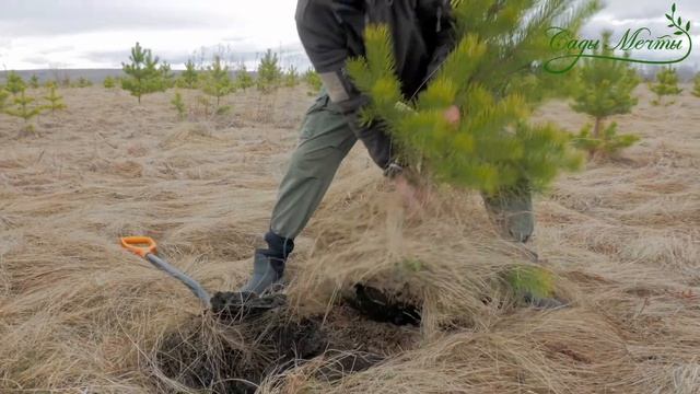 Как правильно выкапывать деревья? И где получить их даром? смотреть онлайн