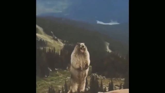 суслик кричит ЖОПАААА... смотреть онлайн