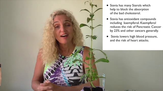 medicinal stevia plant смотреть онлайн
