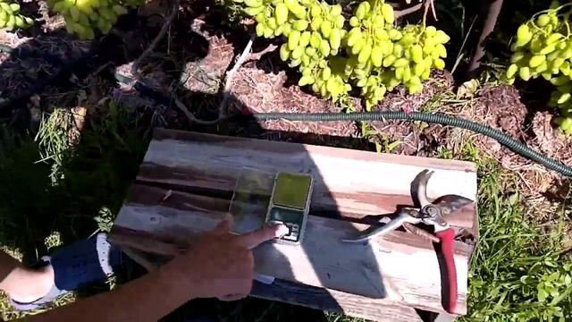 Созрел инжир,средняя полоса 9 августа 2022г смотреть онлайн