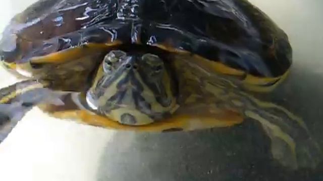 Tartaruga orecchie Rosse (Trachemys scripta elegans & Trachemys scripta troosti) смотреть онлайн