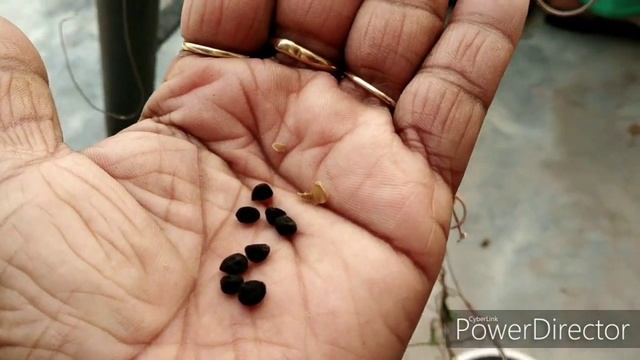 #104-How to collect seeds of Morning glory//Seeds Collection// Seeds preservation смотреть онлайн