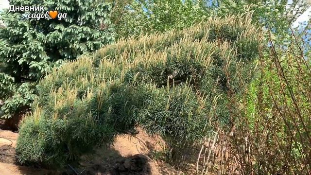 "Бонсай" за три миллиона рублей, рододендронов, арки из декоративных яблонь, шпалеры из берез. HD смотреть онлайн