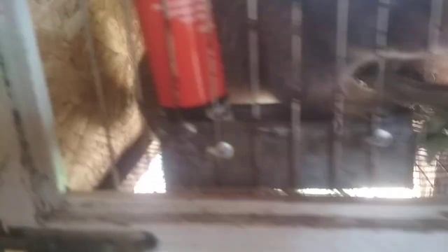 Вес кроликов в два месяца смотреть онлайн