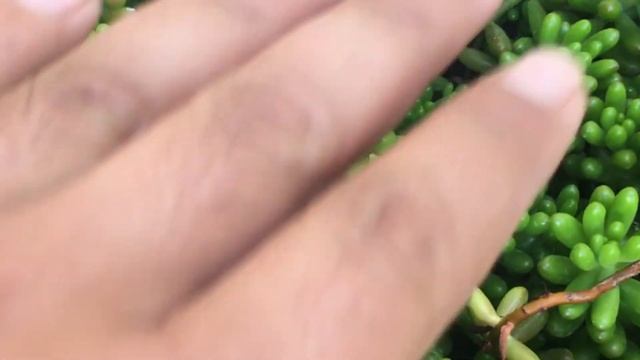 Sedum rubrotinctum ( pork and beans) succulent care & tips | propagate from leaves and stem cutting смотреть онлайн