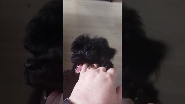 мальтипу - алиментный пацан. продается. дорого