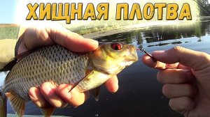 "Хищная плотва", спиннинг UL и микро или даже нано колебалка