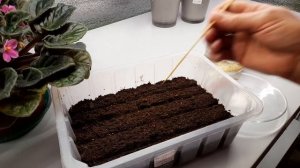 Как правильно посеять петунию серии ТАЙДАЛ