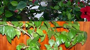 Китайская роза – обрезка и формирования кроны. Правила обрезки Гибискуса.