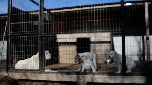Щенки сао,алабая,1,5мес, на продаже . Питомник Гарджи Хан смотреть онлайн
