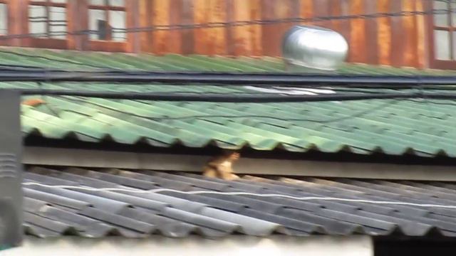 Таиланд. Остров Ко Чанг. Обезьяны. смотреть онлайн