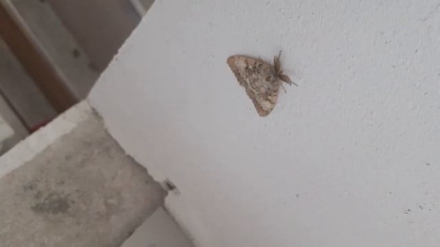 шелкопряд-вредитель?? смотреть онлайн