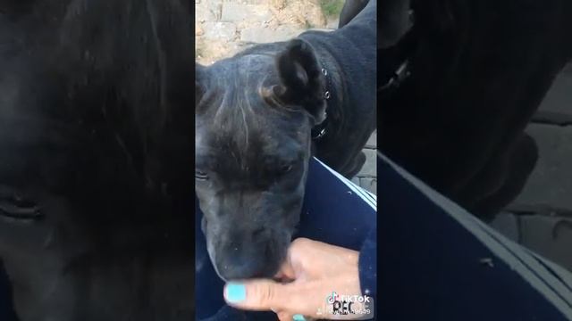 Малышка Дарси, моя маленькая CaneCorso 4 с половиной месяца счастья с ней ?? смотреть онлайн