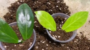 ХОЙЯ или ВОСКОВОЙ ПЛЮЩ/// РАЗМНОЖЕНИЕ ЧЕРЕНКАМИ