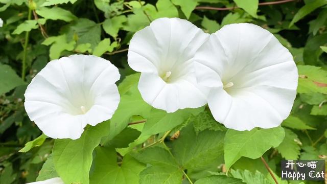 Hosta Flowers in Sendall Botanical Garden BC Canada 植物园里的玉簪花 смотреть онлайн