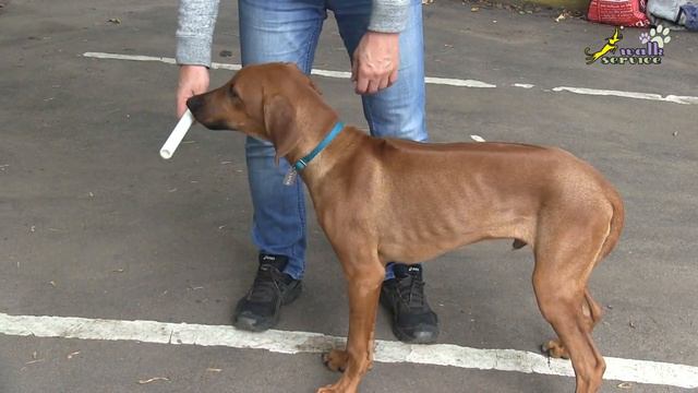 Риджбек Харви, обучение носить и приносить апортировочный предмет, ОКД смотреть онлайн