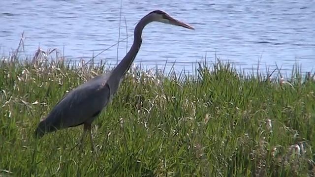 Great Blue Heron (Ardeidae: Ardea herodias) Hunting from Shore смотреть онлайн