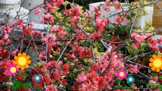 Айва прекрасная Рубра. Краткий обзор, описание характеристик chaenomeles speciosa Rubra смотреть онлайн