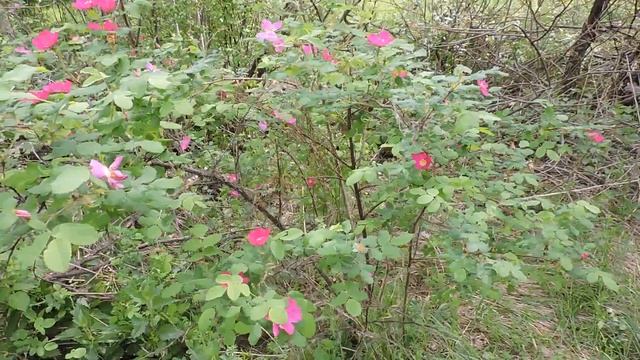 "Весна - красавица" смотреть онлайн