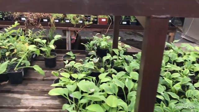 Живой Сад.Деревья и Кустарники для Сада.Хвойные,Розы,Многолетники. смотреть онлайн