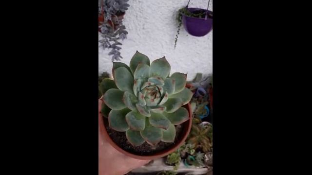 Reto: Mi Echeveria Preferida. #miecheveriapreferida смотреть онлайн