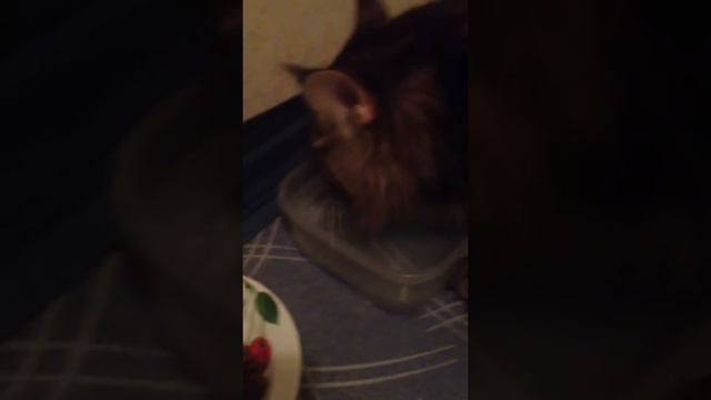 мейн кун закапывает воду смотреть онлайн
