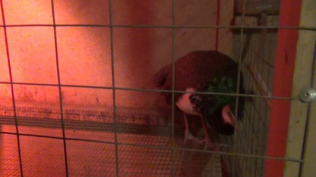 Павлин в клетке//Содержание павлина