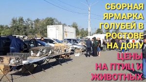 Цены птичьего рынка на голубей, декоративных птиц и животных. Сборная ярмарка голубей в Аксае.