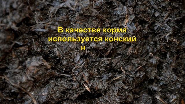Червь "старатель" вся правда о разведении. Эксперимент-1. смотреть онлайн