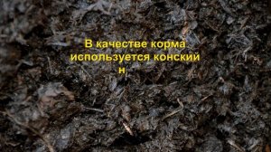Червь "старатель" вся правда о разведении. Эксперимент-1.
