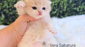 Британский котёнок