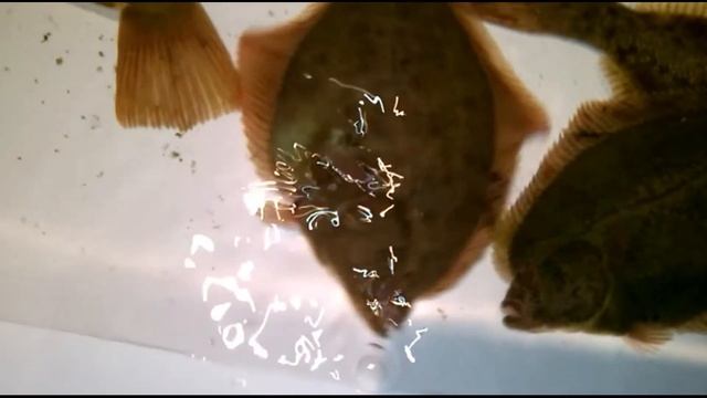 Живучая Камбала смотреть онлайн