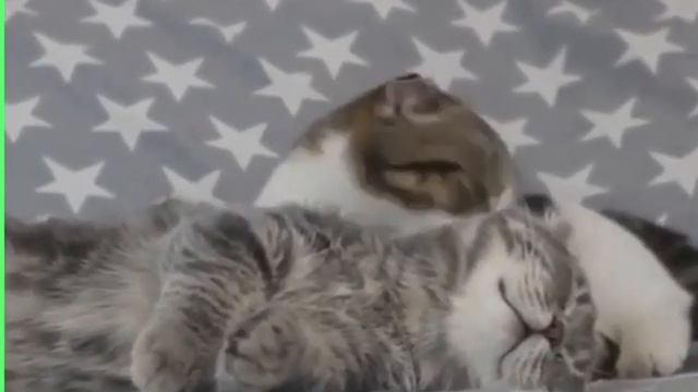 Позитив на весь день! Смешные коты и котята! Милые создания! Смешные животные! смотреть онлайн