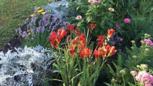 Цветут фрезии .