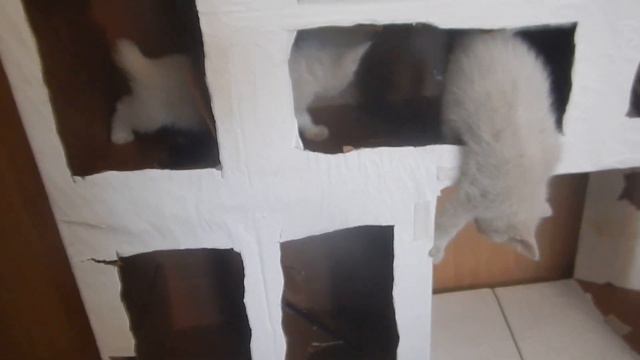 Коты альпинисты смотреть онлайн