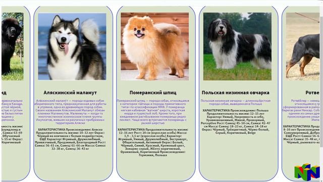 Какая самая лучшая порода собак? (Самый большой ТОП 27 пород собак) смотреть онлайн