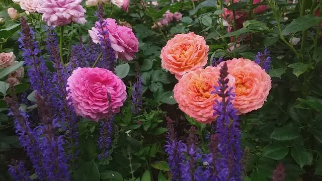 МОЙ РОЗОВЫЙ САД #розы My Rose Garden смотреть онлайн