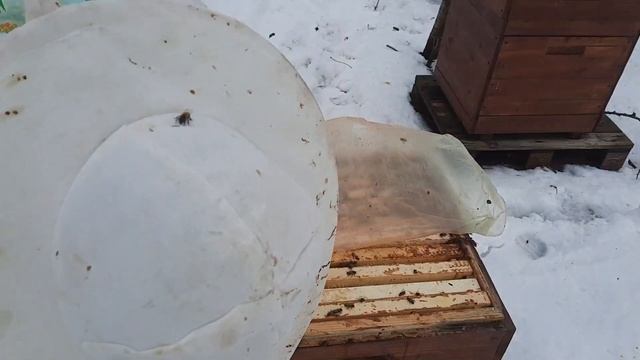 СПАСЕНИЕ ПЧЁЛ ЗИМОЙ. ЧАСТЬ ВТОРАЯ!!! ОСМОТР ЧТО С ПЧЁЛАМИ??? смотреть онлайн