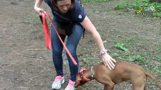 Дрессировка собак, отработка реакции на рывок, как научить команде рядом смотреть онлайн