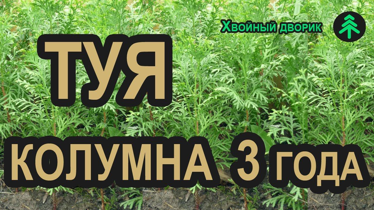 Сеянцы туи Колумна 3-х летка. Туя колоновидная Колумна в питомнике "Хвойный дворик" - осень 2019 смотреть онлайн