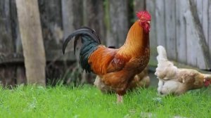 Футаж деревня Full HD 1080p