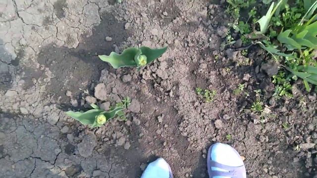 Влог:Моя клумба. смотреть онлайн